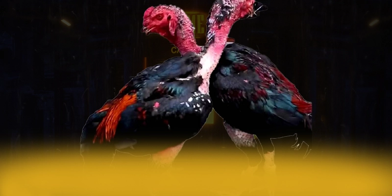 789WIN – Nhà cái có thưởng lớn, đang làm mưa làm gió trên thị trường.