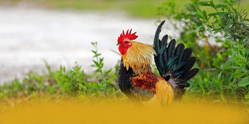 DAGA88 - Đánh giá tổng thể dành cho người chơi. DAGA88 - Đánh giá tổng thể dành cho người chơi.