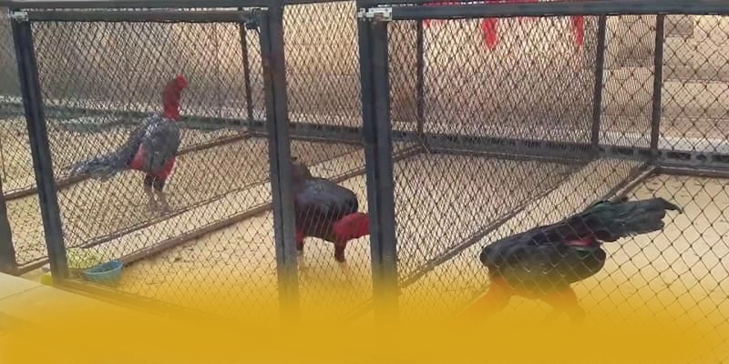 CONGA6789 - Cổng giải trí chất lượng trong giới game thủ