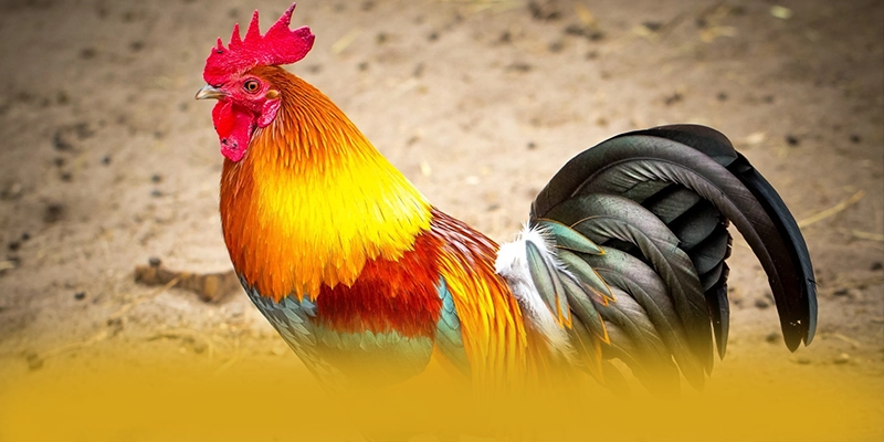 UU88 – Thương hiệu uy tín số 1, được giới cược thủ đánh giá cao. UU88 – Thương hiệu uy tín số 1, được giới cược thủ đánh giá cao.