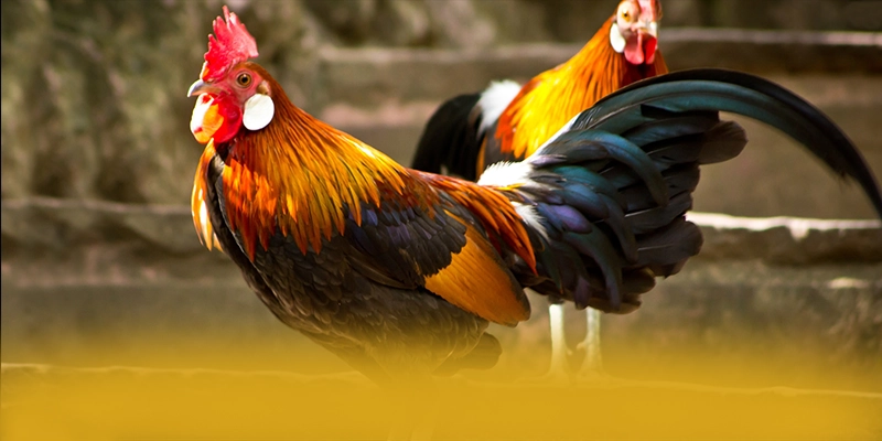 BL555 - Nhà cái với hệ thống bảo mật hiện đại tại Việt Nam – Tìm hiểu BL555 BL555 - Nhà cái với hệ thống bảo mật hiện đại tại Việt Nam – Tìm hiểu BL555