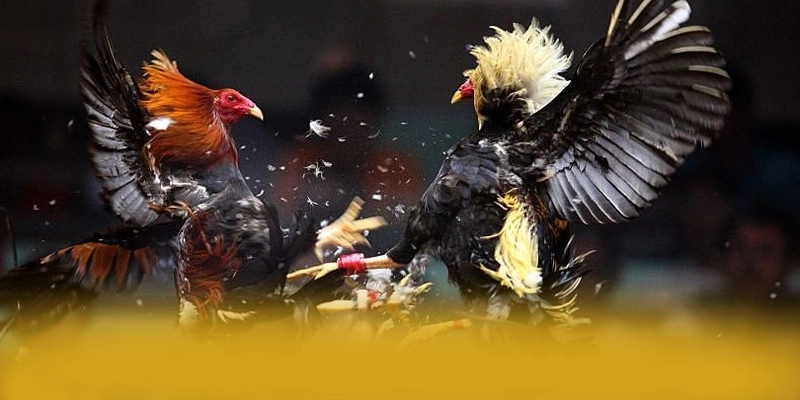 NK88 - Thương hiệu với phần thưởng siêu lớn được quan tâm nhất – Cập nhật event và quà tặng tại NK88