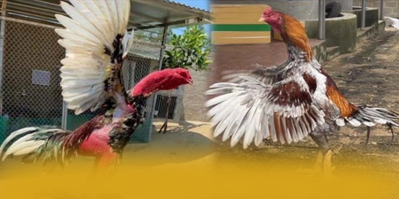 BL555 – Cổng trò chơi đáng chơi nhất, được cộng đồng đánh giá tích cực. BL555 – Cổng trò chơi đáng chơi nhất, được cộng đồng đánh giá tích cực.