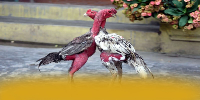 RR99 - Cổng game với nhiều tựa game đổi thưởng hấp dẫn trong cộng đồng game thủ – Khám phá những game hot đến từ RR99