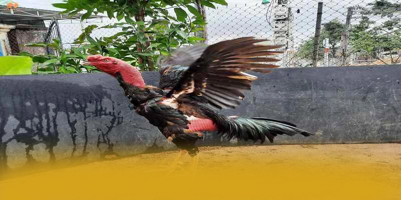 AU88 - Kết luận và đánh giá chung một cách tổng quan.