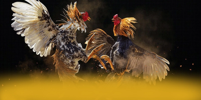 Nền tảng đa nền tảng cùng BET168 Nền tảng đa nền tảng cùng BET168